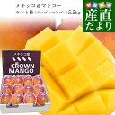 メキシコ産 アップルマンゴー(ケント種)約5.5キロ原体箱(12玉から14玉入り) 送料無料 クール便 まんごー マンゴー 市場発送