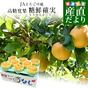 新潟県より産地直送 JAえちご中越 高糖度梨「糖鮮確実 (とうせんかくじつ)」 新興 優品以上 約5キロ (6玉から10玉) なし ナシ 送料無料