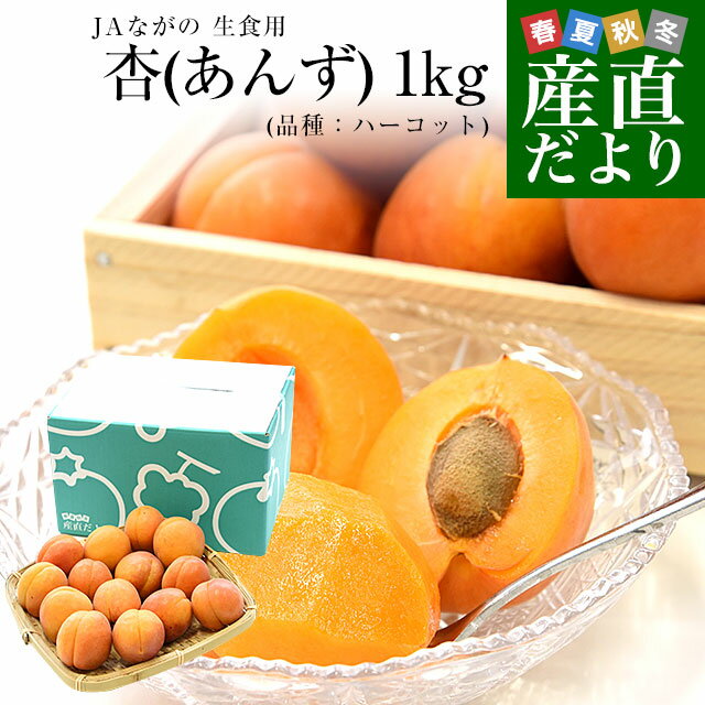 長野県産 JAながの 生食用「杏（あんず）」（品種：ハーコット） 秀品 Lサイズ以上 約1キロ　送料無料 アプリコット 杏子 クール便