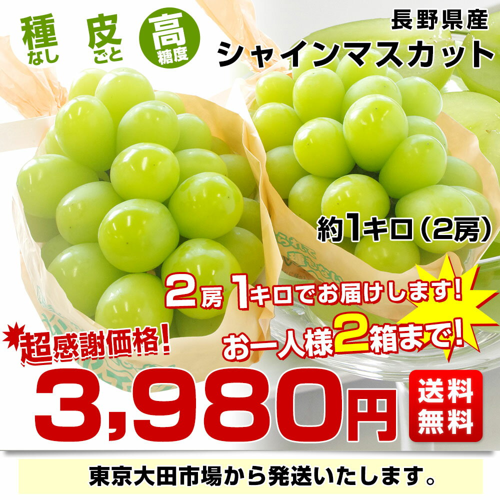 長野県産 シャインマスカット　約1キロ（2房）送料無料 ぶどう ブドウ 種なしぶどう 市場発送 3