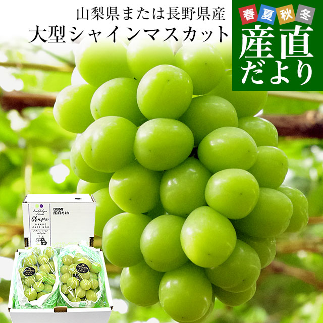 山梨県または長野県産 大型シャインマスカット 青秀品 1.2キロ（2房）送料無料 ぶどう ブドウ 種なしぶどう クール便発送