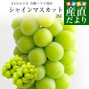【夏ギフト・ハウス高級ぶどう】山梨産 JAふえふき 高級ハウス栽培 シャインマスカット 約1キロ(2房)送料無料 ギフト 夏ギフト お中元 御中元 ぶどう ブドウ 種なしぶどう