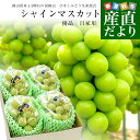 岡山県産 JA晴れの国岡山 びほくぶどう生産部会 自家用 シャインマスカット 晴王(はれおう)約2キロ(3房から4房)優品 送料無料 種なしぶどう クール便