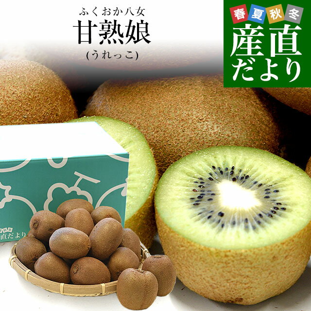 福岡県 JAふくおか八女 博多甘熟娘（はかたうれっこ）小玉 約1.5キロ(合計18玉前後) 送料無料 キウイ グリーンキウイ ヘイワード...