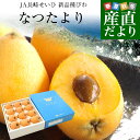 長崎県より産地直送 JA長崎せいひ 長崎びわ なつたより 秀品 1キロ化粧箱 (12玉から15玉)  ...