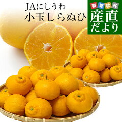 https://thumbnail.image.rakuten.co.jp/@0_mall/sanchokudayori/cabinet/fruits14/orange290_0.jpg