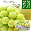 【敬老の日ギフト】山梨県または長野県産「シャインマスカット」1房(約500g) &栃木県産「梨(品種:豊水またはあきづき梨)」4玉(合計約1.2キロ)セット 送...