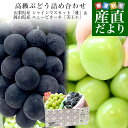 山梨県産 シャインマスカット「雅」&岡山県産 ニューピオーネ「美王(R)」合計約1.3キロ(シャインマスカット1房約700g ニューピオーネ約600g) 送料無料