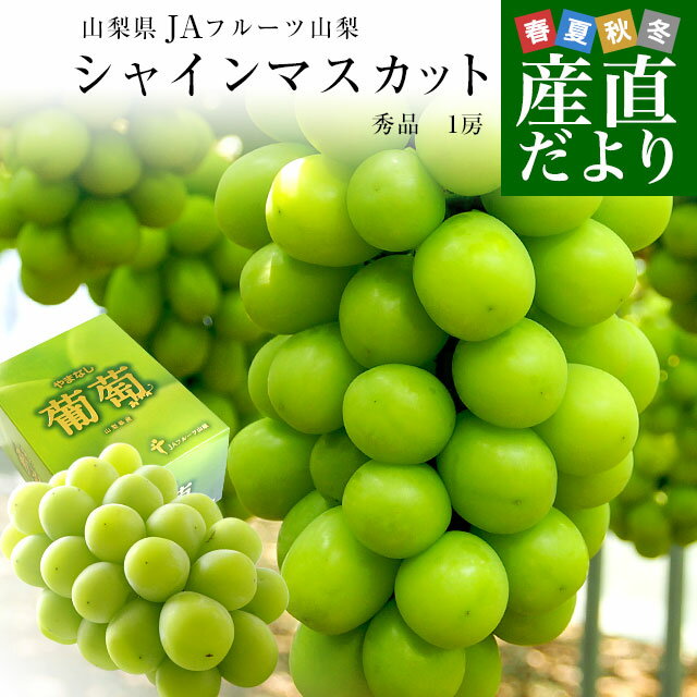 山梨県より産地直送 JAフルーツ山梨 シャインマスカット 秀品 大房1房入り 化粧箱 (約550g×1房) 送料無料 葡萄 ぶどうのサムネイル