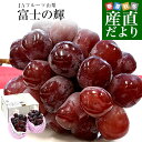 山梨県産 JAフルーツ山梨 富士の輝 約1.1キロ(2房) 送料無料 種無しぶどう 赤ブドウ ふじのかがやき