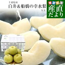 千葉県産 白井&船橋の幸水梨 優品以上 幸水梨 約2キロ(4から5玉) 送料無料 梨 なし ナシ 幸水 こうすい