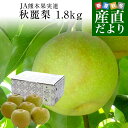 熊本県産 JA熊本果実連 秋麗梨 (しゅうれいなし) 約1.8キロ(5玉から7玉) ナシ なし 送料無料
