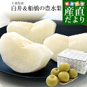 千葉県産 白井&船橋の豊水梨 優品以上 約2キロ(5玉から6玉)送料無料 梨 なし ナシ 豊水 ほうすい