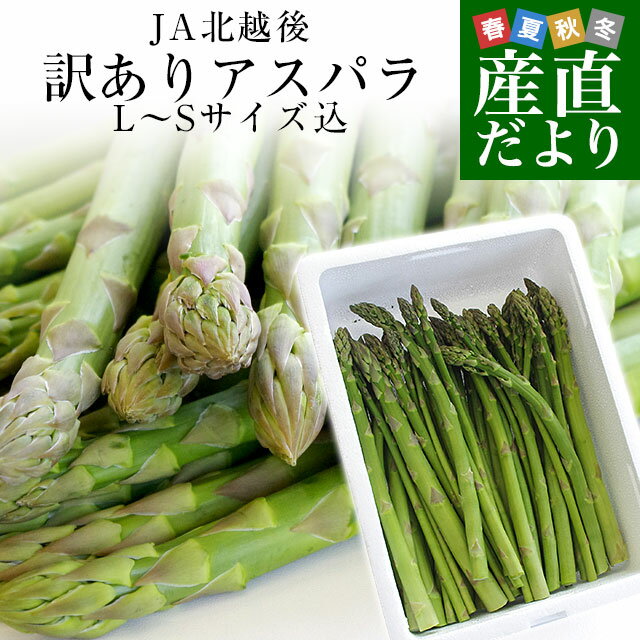 【ふるさと納税】【JAよりお届け】冷凍アスパラガス500g_HA0840　送料無料