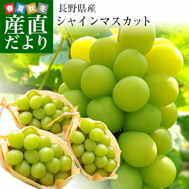 長野県 シャインマスカット 約1.5キロ（3房入り）送料無料 ぶどう ブドウ 市場発送 クール便のサムネイル