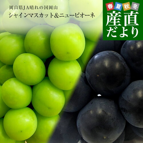 とっても甘くて種なしの大人気ぶどう2種セットをお届け！岡山県産 JA...