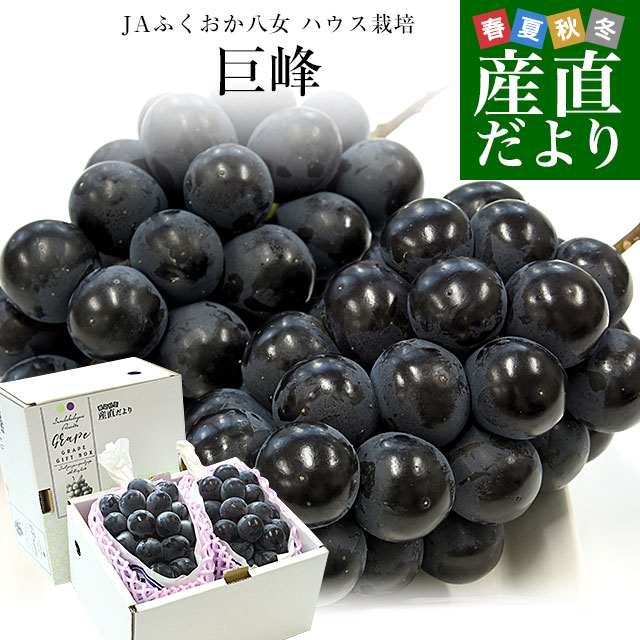 福岡県 JAふくおか八女 ハウス栽培品 巨峰 約900g(450g×2房) 秀品 黒ぶどう葡萄 ブ...
