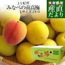 和歌山県産　JA紀州　みなべの南高梅 　Lサイズ　5キロ 梅 梅干 梅干し 梅酒 梅サワー 梅ジャム ...