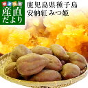 送料無料 鹿児島県より産地直送 種子島安納紅「みつ姫」 約1...