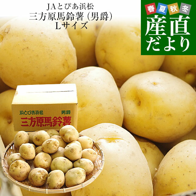 静岡県産 JAとぴあ浜松 三方原馬鈴薯（男爵） Lサイズ 10キロ ばれいしょ じゃがいも ジャガイモ 送料無料