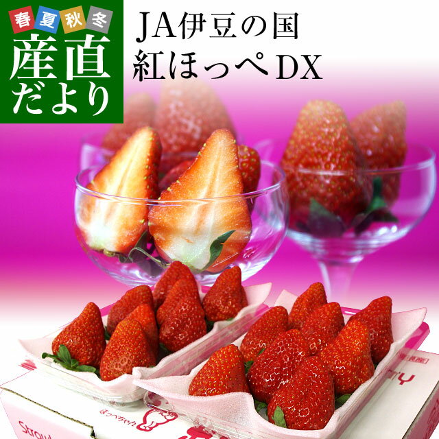 静岡県より産地直送 JA伊豆の国 紅ほっぺ DX 約560g (280g×2P) 送料無料 いちご イチゴ 苺 ※クール便発送