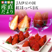 静岡県より産地直送 JA伊豆の国 紅ほっぺ DX 約560g (280g×2P) 送料無料 いちご イチゴ 苺