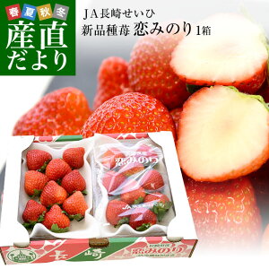 長崎県より産地直送 JA長崎せいひ 期待の新品種いちご「恋みのり」 1箱約500g（250g×2パック）合計18粒から30粒入り 送料無料 苺 イチゴ こいみのり