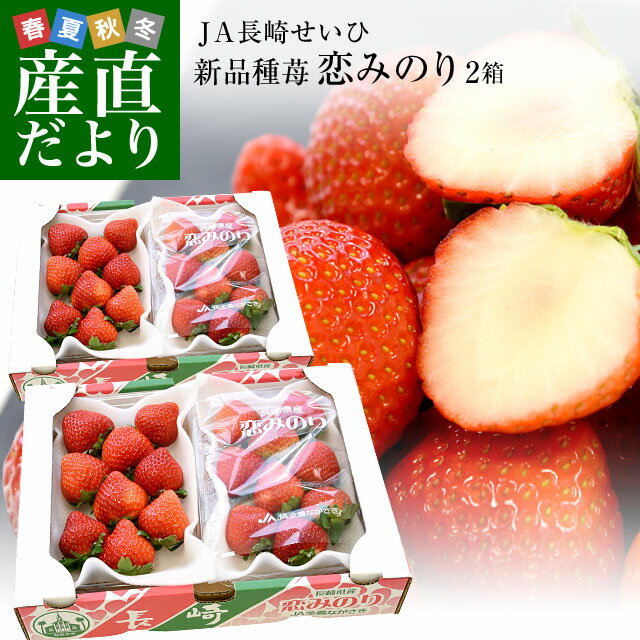 長崎県より産地直送 JA長崎せいひ 期待の新品種いちご「恋みのり」 2箱セット　約1000g（500g×2箱）（合計36粒から60粒入り） 送料無料 苺 イチゴ こいみのり