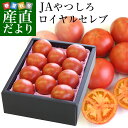 【ネコポス便対応】こだま食品　無添加完熟トマトパウダー200g（100g×2）【おためし】