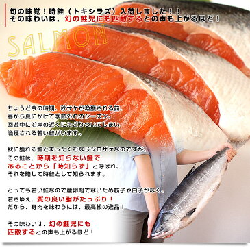 送料無料 北海道加工 時鮭(トキシラズ)(塩鮭) まるごと1本 約1.5キロ ロシア産