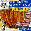送料無料 鹿児島県志布志 山田水産 霧島湧水うなぎ 長蒲焼き...