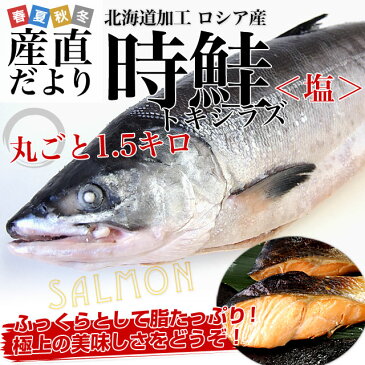 送料無料 北海道加工 時鮭(トキシラズ)(塩鮭) まるごと1本 約1.5キロ ロシア産