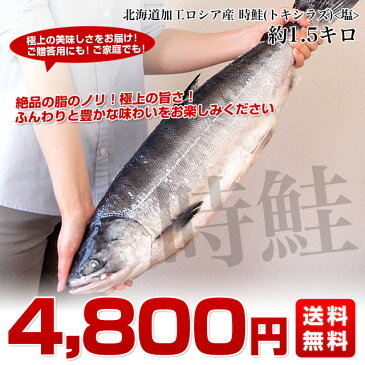送料無料 北海道加工 時鮭(トキシラズ)(塩鮭) まるごと1本 約1.5キロ ロシア産