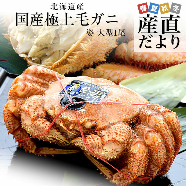 北海道より直送 北海道産 浜ゆで 毛ガニ 1尾 大型570g前後 送料無料 かに カニ 毛ガニ 毛が ...