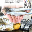 鹿児島県山田水産より直送 鹿児島県加工 特大 山田の感涙シシャモ(アイスランド産) 24尾入 化粧箱 送料無料 ししゃも シーフード ※クール冷凍便