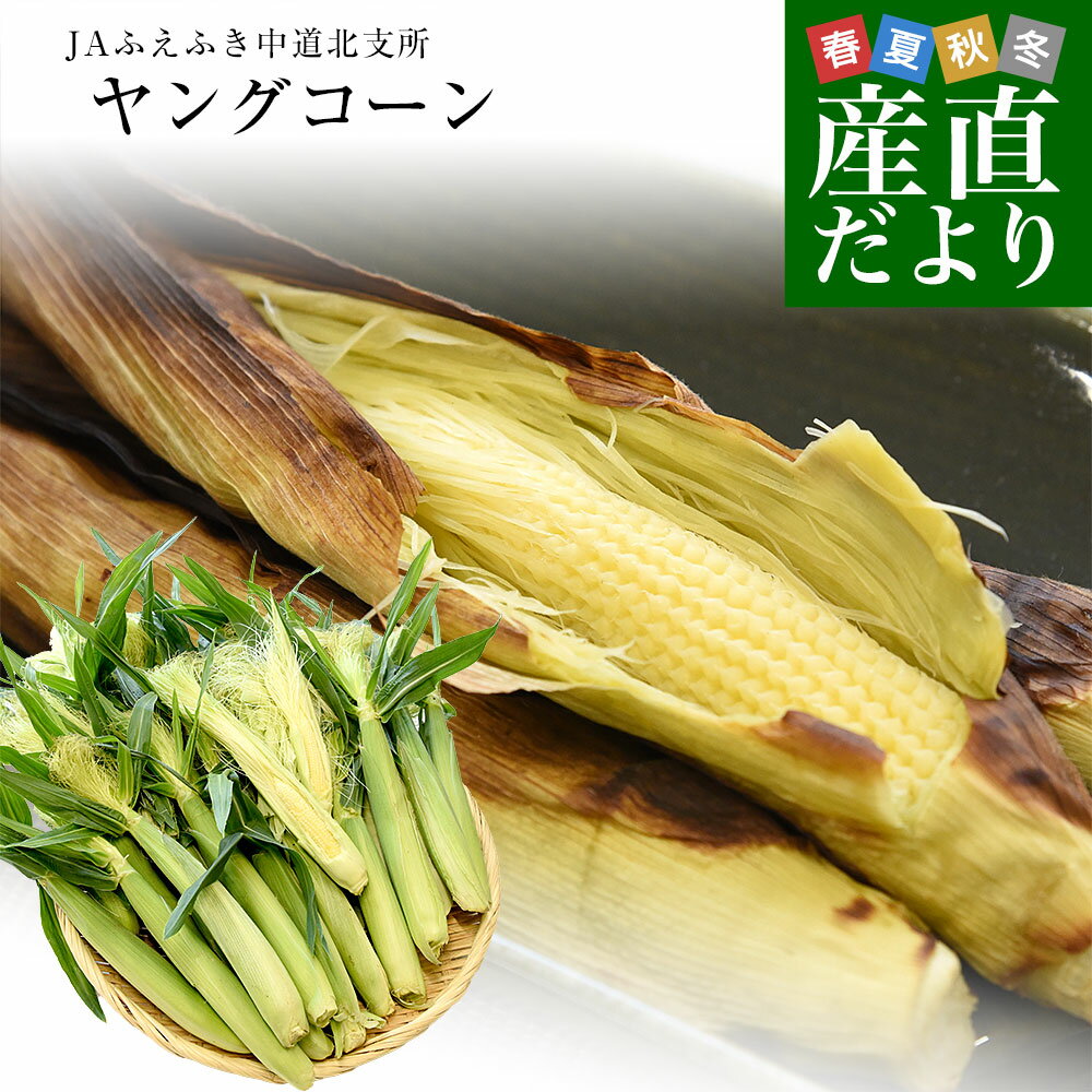 山梨県産 JAふえふき中道北支所 ヤングコーン 約2.5キロ 2LからMサイズ（20本から40本前後）送料無料 とうもろこし クール便