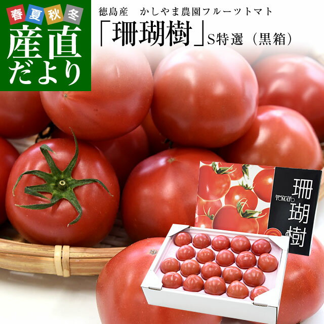 徳島産　かしやま農園が作るフルーツトマト「珊瑚樹」S特選（黒箱化粧箱）約1キロ　(12玉から24玉入)　高糖度トマト　フルーツとまと 樫山農園 市場発送