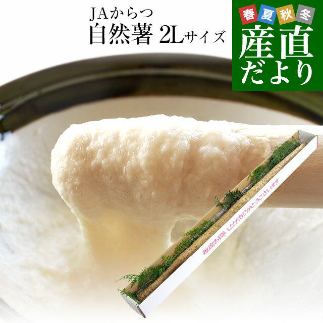 佐賀県より産地直送 JAからつ 自然薯 2Lサイズ 1本入 約1.2キロ 化粧箱 送料無料 じねんじょ 山芋 やまいも