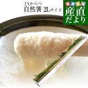 佐賀県より産地直送 JAからつ 自然薯 2Lサイズ 1本入 約1.2キロ 化粧箱 送料無料 じねんじょ 山芋 やまいも