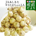 熊本県より産地直送 JAあしきた サラたまちゃん LAサイズ 約10キロ (30玉前後) 送料無料 玉葱 タマネギ サラ玉 さらたま さらタマ