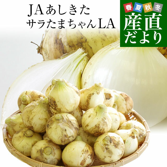 熊本県より産地直送 JAあしきた サラたまちゃん LAサイズ 約5キロ (15玉前後) 送料無料 玉葱 タマネギ サラ玉 さらたま さらタマのサムネイル