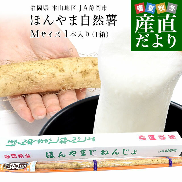 静岡県 JA静岡市 本山自然薯 ほんやまじねんじょ 1本物 Mサイズ 1本入り 送料無料 山芋 やまいも とろろのサムネイル