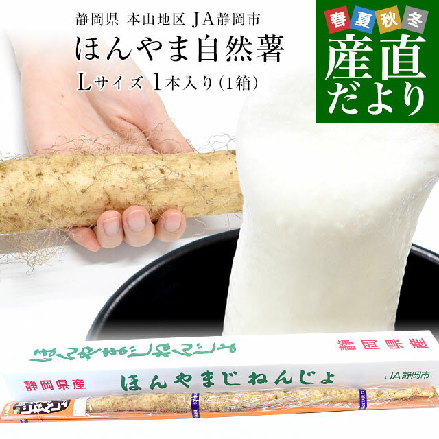 静岡県 JA静岡市 本山自然薯 ほんやまじねんじょ 1本物 Lサイズ 1本入り 送料無料 山芋 やまいも とろろのサムネイル