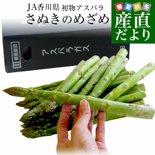 香川県より産地直送 JA香川県 初物アスパラ さぬきのめざめ (春芽・初物) 2Lサイズ以上 約700g (14から25本前後) 送料無料 丸亀市他 アスパラガスのサムネイル