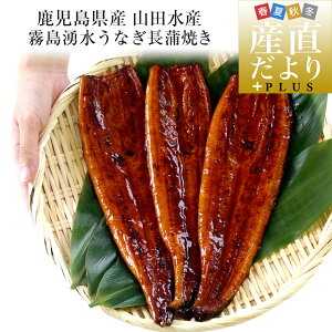 【母の日 父の日ギフト】鹿児島県志布志産 山田水産 霧島湧水うなぎ 長蒲焼き 大サイズ3尾セット(140g前後×3尾)送料無料 鰻師 加藤尚武さん ギフト シーフード ギフト対応化粧箱