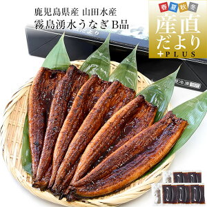 鹿児島県志布志産 山田水産 ご家庭向け 霧島湧水うなぎ B品 計700g(5尾から7尾詰め)送料無料 鰻師 加藤尚武さん シーフード