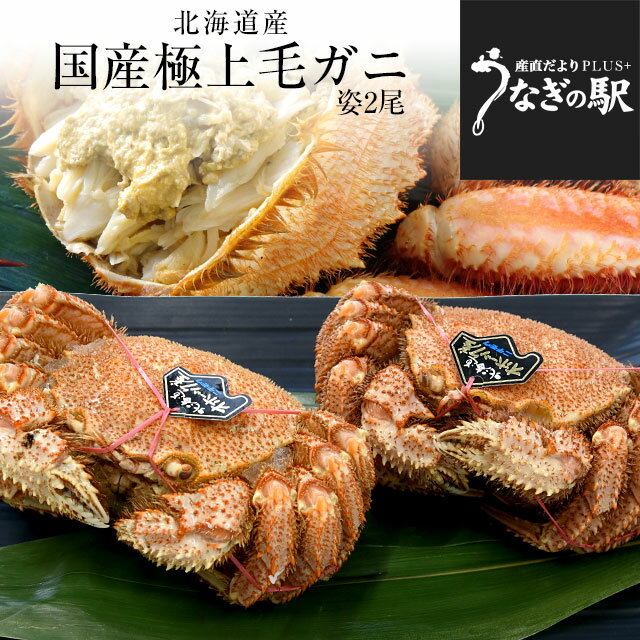 北海道より直送 北海道産 「浜ゆで 毛ガニ」大型570g前後×2尾入　送料無料　かに カニ 毛ガニ 毛がに 毛蟹 ギフトのサムネイル