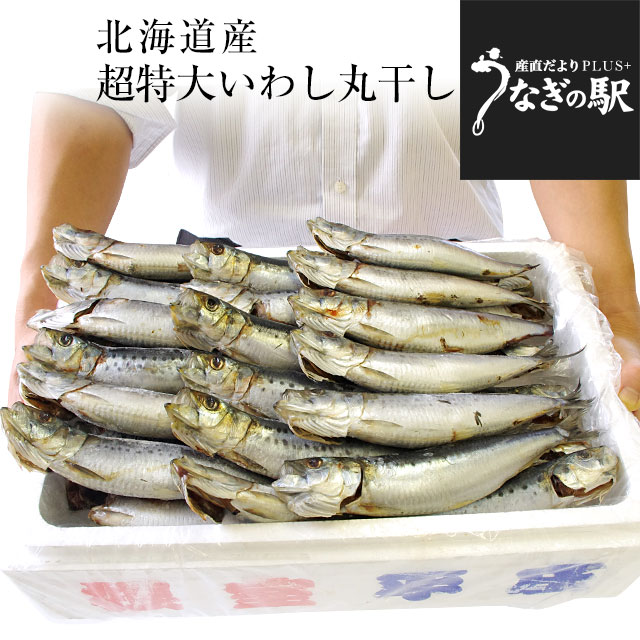 北海道産　超特大いわし丸干し　巨