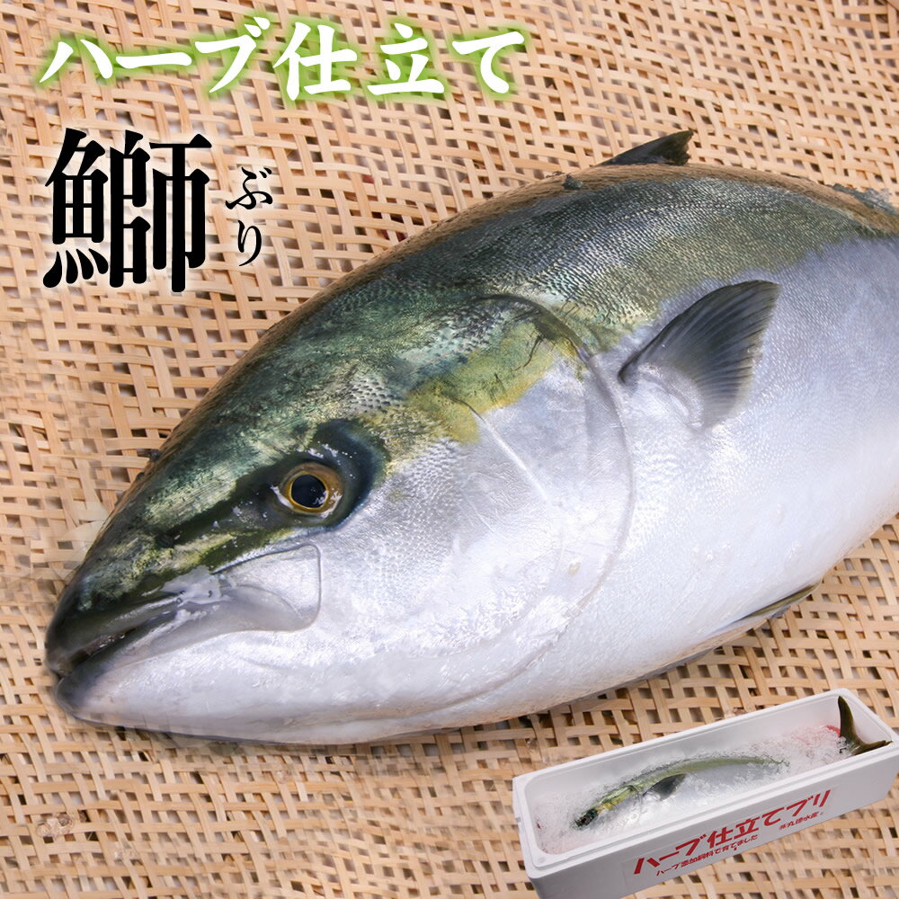 カテゴリトップ：110403：食品＞魚介類・シーフード＞その他水産物＞ブリ ☆月間優良ショップ2024年3月度受賞☆彡 ハーブ仕立てブリ ラウンド 4.0kg前後x1本 名称 ハーブ仕立てブリ ラウンド 4.0kg前後x1本 内容量 約4.0kg前後x1尾（10～20人前） 用途 お歳暮や就職祝いの贈答用に。お誕生日の豪華ギフトとしてや、忘年会・新年会・クリスマスパーティーにも 消費期限 冷蔵で3日 産地 徳島・愛媛・高知県産 特徴 魚のお料理ができる方には見逃せない1本、魚の苦手な方にもハーブ仕立てぶりならいやな魚臭さや脂っぽさが無く、大変美味しく召し上がれます。この立派なブリをお中元お歳暮などの贈答にお使いいただくと大変喜ばれます。氷詰めのクール宅急便でお届けします。 納期 ※ご注文から2営業日後よりご指定可能 配送について ※生鮮食品のため配送に3日以上かかる離島・遠隔地へはお届けできません 熨斗（のし） 加工場直送のため熨斗はお付けできません メッセージカード 加工場直送のためメッセージカードはお付けできません 同梱 他のハーブ仕立てブリと同梱発送が可能ですが、伊勢海老など他の商品とは同梱出来ません。 同梱伝票 ※納品書や金額が表記されているものは一切同梱しておりません。 こんなシーンにも： ハーブ仕立て/ブリ/ぶり/鰤/刺身/照り焼き/しゃぶしゃぶ/ヅケ/づけ/ブリ大根/皮カマ/海の幸/寒ブリ/寒ぶり/寒鰤/愛媛/贈答/産地直送 ◆当店では下記のような用途にもお手伝いさせていただいております。 子供のお祝い 出産祝い 内祝い お食い初め 初節句 入園祝い 入学祝い 卒園祝い 卒業祝い 就職祝い 進学祝い 結婚記念 プロポーズ 婚約祝い 結婚祝い 引き出物 プチギフト 誕生日 長寿祝い誕生祝い 還暦祝い 60歳 古希祝い 70歳 喜寿祝い 77歳 傘寿祝い 80歳 米寿祝い 88歳 卒寿祝い 90歳 白寿祝い 99歳 百寿祝い 100歳 出産祝い 銀婚式 25周年 真珠婚式 30周年 珊瑚婚式 35周年 ルビー婚式 40周年 サファイア婚式 45周年 金婚式 50周年 エメラルド婚式 55周年 ダイヤモンド婚式 60周年 プラチナ婚式 70周年 ゴルフ コンペ ホールインワン パーティ 表彰状 参加賞 優勝 トロフィー 盾 楯 退官祝い 進水式 地鎮祭 昇進祝い 定年祝い 退職祝い 退職記念 歓迎会 送迎会 送別会 周年記念 記念品 ノベルティ 粗品 イベント 創立記念 設立記念 お年賀 成人祝い バレンタインデー ホワイトデー 卒業式 卒園式 退職祝い 入学式 入園式 母の日 父の日 お中元 暑中見舞い 残暑見舞い 敬老の日 秋祭り ハロウィン クリスマス/お歳暮【SS10】 ☆月間優良ショップ2024年3月度受賞☆彡 当店では楽天市場での楽天スーパーSALEやお買い物マラソンなどのイベント時に10％OFF以上や半額50％OFFのタイムセール、ポイント5倍やポイント10倍、更にポイント20倍や割引クーポンをご用意することがあります。また、あす楽対応商品は九州から関東地方まで対応しています。 ～ 購入者さんの感想 ～ ●リピート リピートです、かまは塩焼きで臭みも無く大変美味しいです、身は照り焼きでいただきます、脂もほどよく大変満足しています。 ●照り焼きと刺身 照り焼きと刺身にして食べました。本当においしかったです。回転寿司でよく、ぶりとろを食べますが、全然違いました。こんなにおいしいぶりは初めてでした。 ●鰤しゃぶは最高 新鮮で美味しいお魚でした。お刺身でも煮ても焼いても美味しく、大満足でした。なかでも鰤しゃぶは最高でした。またお願いしたいと思います。 ◎関連ワード：