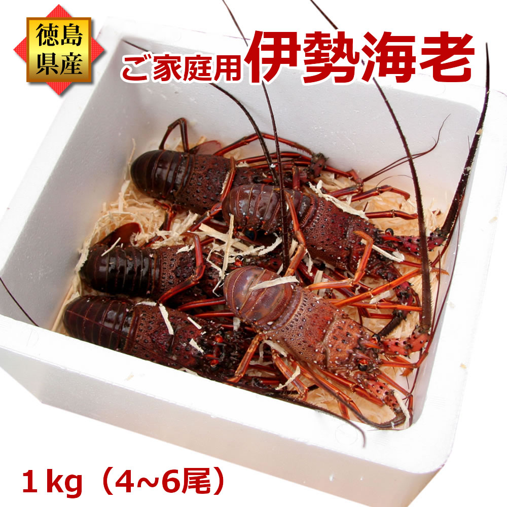 活伊勢海老3~6尾で1kg分 生きたまま発送 お祝い 贈答 イベント用 ご家庭用 セット 漁師町から産地直送/四国の黒潮育ち 徳島県産 長寿祝い 伊勢えび 伊勢エビ イセエビ 冷凍ではありません!お造り 刺身 お買い物マラソン